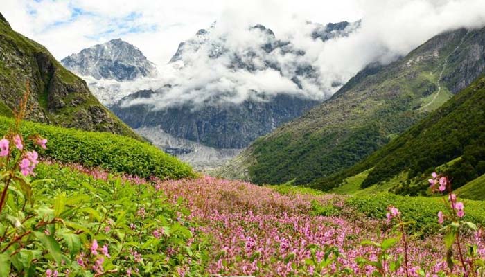 Valley of Flowers (Nubra Valley) - Himalayan Saga